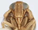 Delphacodes angulata - photo 2