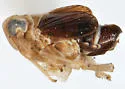 Delphacodes angulata - photo 3