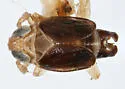 Delphacodes angulata - photo 4