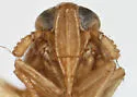 Delphacodes angulata - photo 5