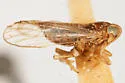 Delphacodes apicata