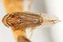 Delphacodes apicata - photo 2
