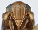 Delphacodes apicata - photo 3