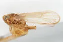 Delphacodes apicata - photo 4
