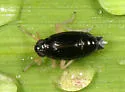 Delphacodes balli