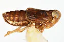 Delphacodes balli - photo 2