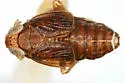 Delphacodes balli - photo 3