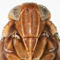 Delphacodes balli - photo 4