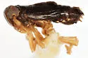Delphacodes balli - photo 5