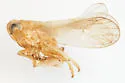 Delphacodes bocana