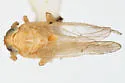 Delphacodes bocana - photo 2