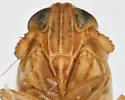 Delphacodes bocana - photo 3