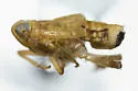 Delphacodes indentistyla