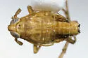 Delphacodes indentistyla - photo 2