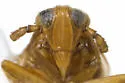 Delphacodes indentistyla - photo 3
