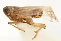 Delphacodes lappae