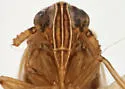Delphacodes lappae - photo 2