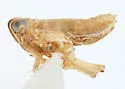 Delphacodes lappae - photo 3