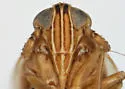 Delphacodes lappae - photo 4