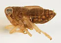 Delphacodes livida