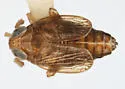 Delphacodes livida - photo 2