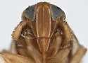 Delphacodes livida - photo 3