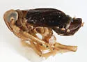 Delphacodes livida - photo 4