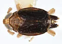 Delphacodes livida - photo 5