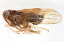 Delphacodes mcateei