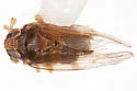 Delphacodes mcateei - photo 2