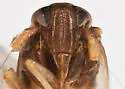 Delphacodes mcateei - photo 3