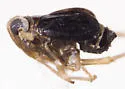 Delphacodes mcateei - photo 4