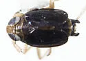 Delphacodes mcateei - photo 5