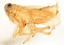 Delphacodes nigrinota