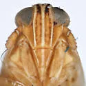 Delphacodes nigrinota - photo 2