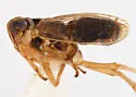 Delphacodes nigrinota - photo 3