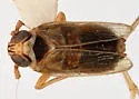 Delphacodes nigrinota - photo 4