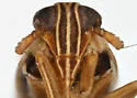 Delphacodes nigrinota - photo 5