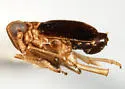 Delphacodes nigripennata