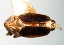 Delphacodes nigripennata - photo 2