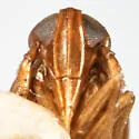 Delphacodes nigripennata - photo 3