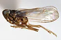 Delphacodes nigripennata - photo 4