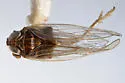 Delphacodes nigripennata - photo 5