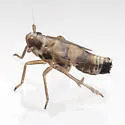 Delphacodes nr-shermani