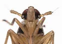 Delphacodes nr-shermani - photo 3
