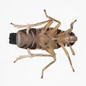 Delphacodes nr-shermani - photo 4