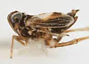 Delphacodes penepuella