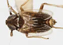 Delphacodes penepuella - photo 2