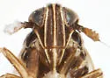 Delphacodes penepuella - photo 3