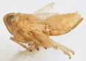 Delphacodes quadridentis
